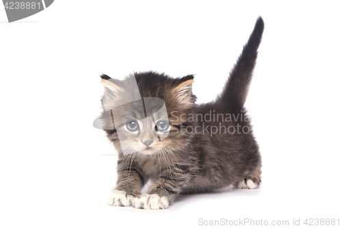 Image of Cute Tiny Kitten on a White Background