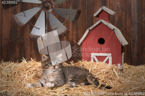 Image of Cute Kitten in a Barn Setting With Straw