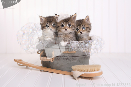 Image of Cute Kittens in Washtub Getting Groomed By Bubble Bath