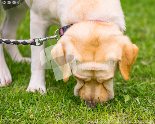 Image of Labrador retriever dog in park