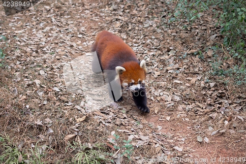 Image of Red panda eating bamboo