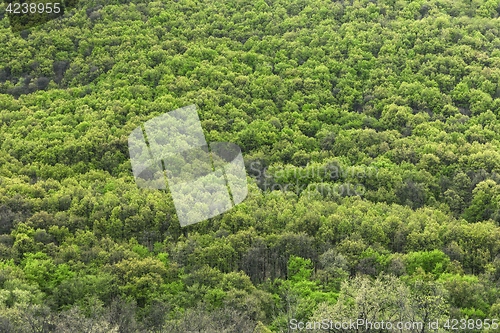 Image of High resolution forest texture