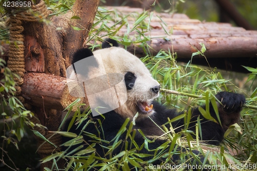 Image of Giant panda eating bamboo