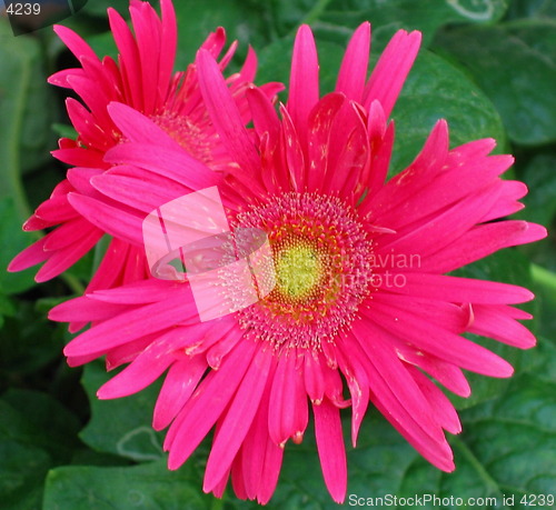 Image of Smiling flower