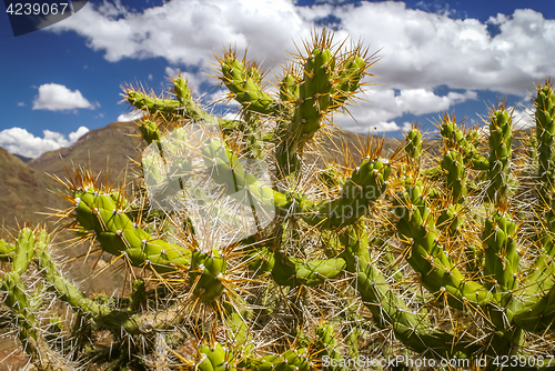 Image of Cactus in Peru