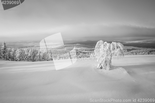 Image of Cold white winter