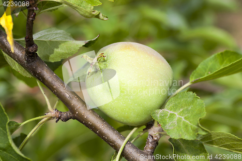 Image of green leaves of apple trees and apples