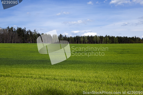 Image of Agriculture. cereals. Spring