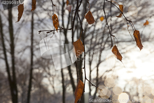 Image of trees in the forest in winter