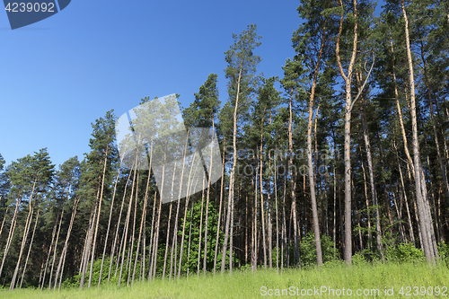 Image of pine trees in the forest