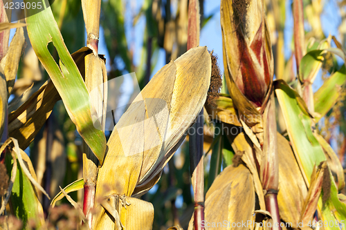 Image of Field corn, agriculture