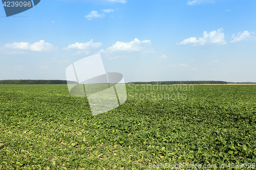 Image of sugar beet field