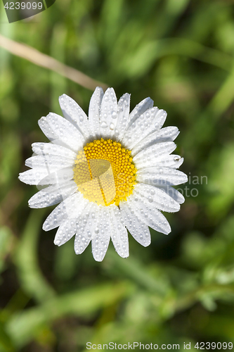 Image of white daisy flowers, close up