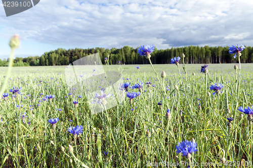 Image of Field with cereal