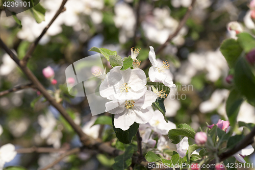 Image of White apple flowers in May