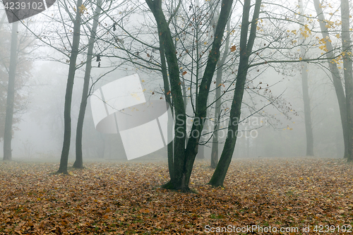 Image of trees in autumn, close-up