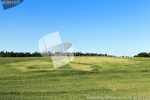 Image of Field with cereal