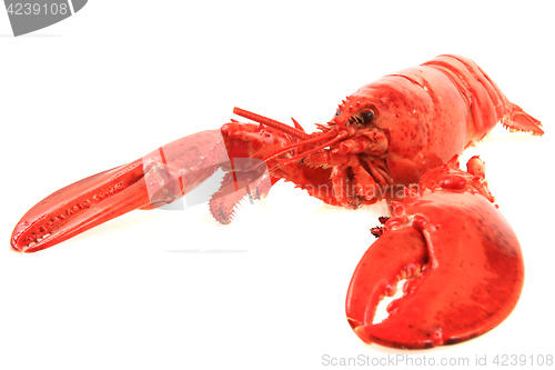 Image of orange lobster isolated