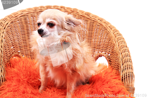 Image of chihuahua is resting
