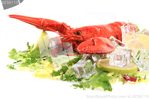 Image of orange lobster isolated