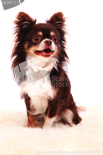 Image of chihuahua is resting