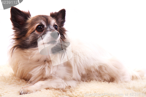 Image of chihuahua is resting