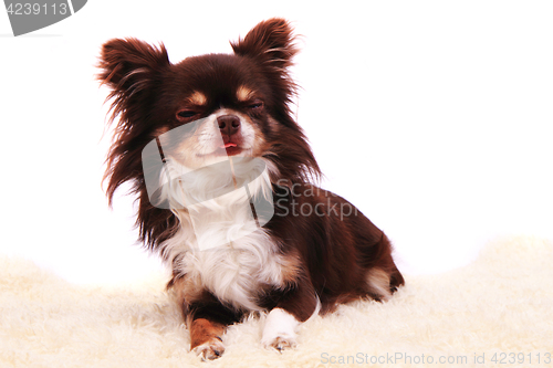Image of chihuahua is resting