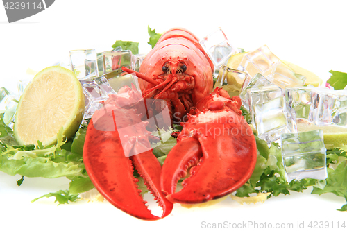 Image of orange lobster isolated