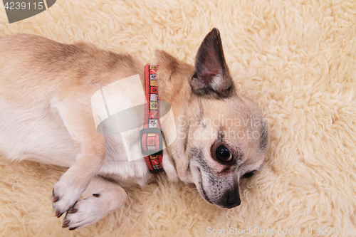 Image of chihuahua is resting