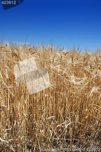 Image of Summer wheat