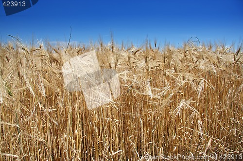 Image of Summer wheat