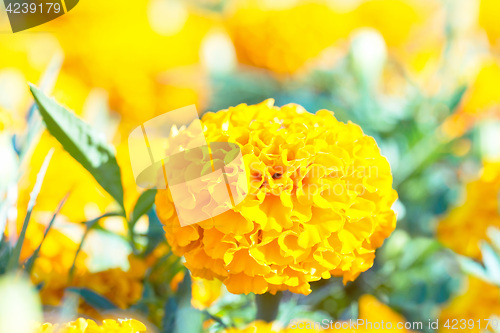 Image of Yellow marigold flowers in the park