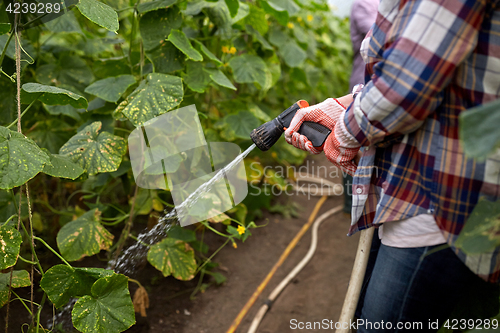 Image of farmer with garden hose watering at greenhouse