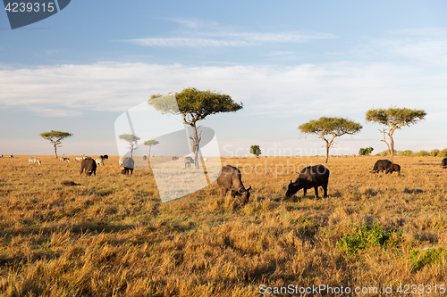 Image of buffalo bulls grazing in savannah at africa