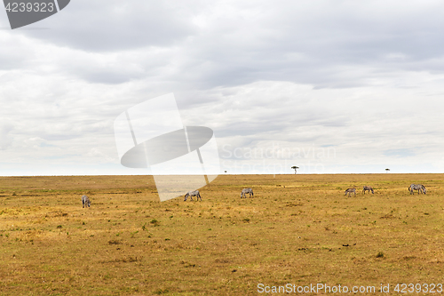 Image of zebras grazing in savannah at africa