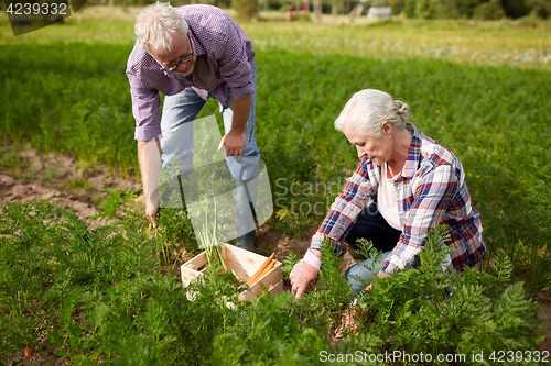 Image of senior couple with box picking carrots on farm