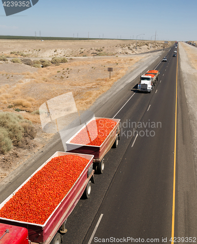 Image of Roma Tomato Truckloads Travel Via Semi-Truck to Market