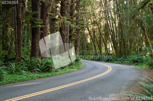 Image of Curve In The Road Hoh Rain Forest Washington State