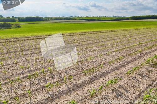 Image of Agricultural field with plants