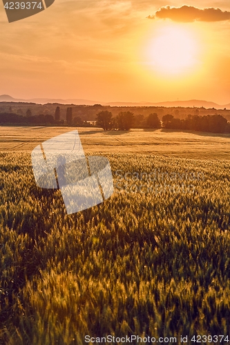 Image of Wheat field detail