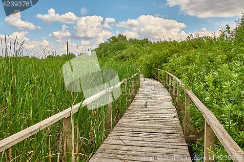 Image of Swamp walking path