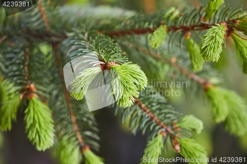 Image of Pine Tree Closeup