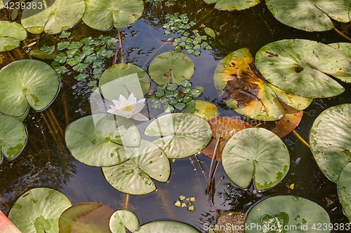 Image of Water surface with plants