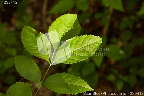 Image of Green Leaves Background