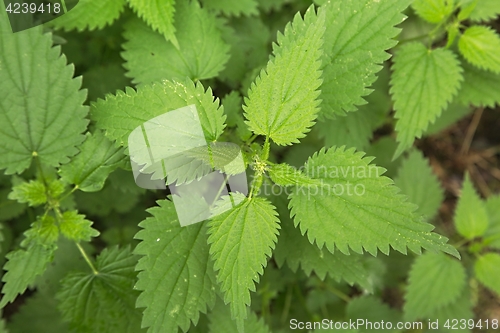 Image of Nettle