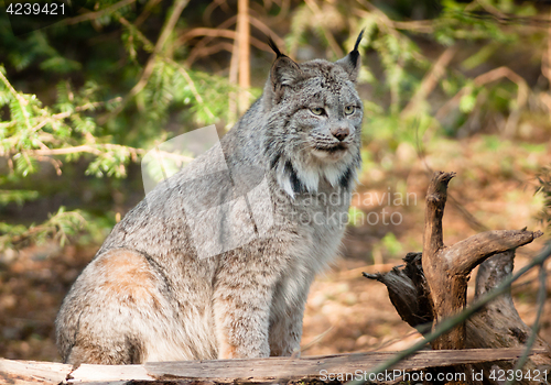 Image of Solitary Bobcat Pacific Northwest Wild Animal Wildlife