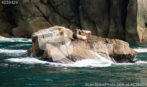 Image of Sea Lions Dry Out Rocky Outcroppings Alaska Valdez Arm 