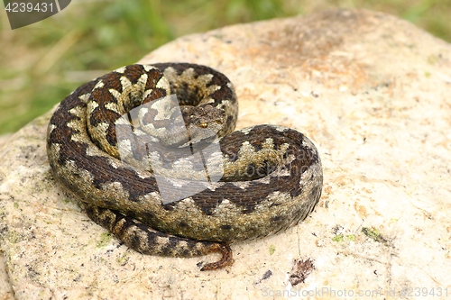 Image of beautiful venomous european snake