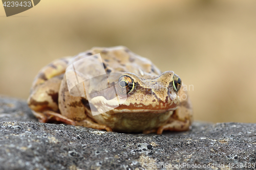 Image of european common frog closeup