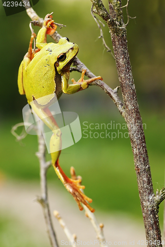 Image of tree frog climbing on twigs